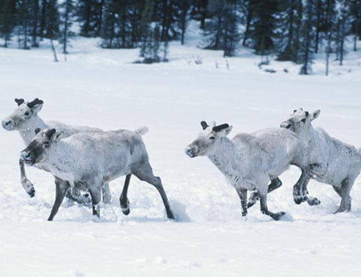 Little Smoky Caribou Range Rearing Facility